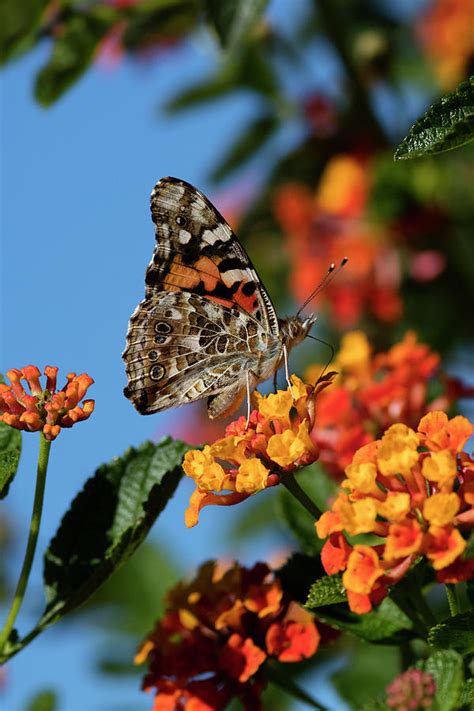 Usa California Painted Lady Butterfly Photograph By Jaynes Gallery