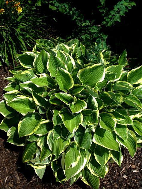 Variegated Hosta Variegated Hosta Plant Leaves Plants