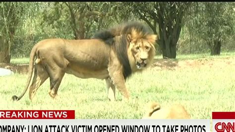 Photo Shows Lion Moments Before It Killed Us Tourist Cnn