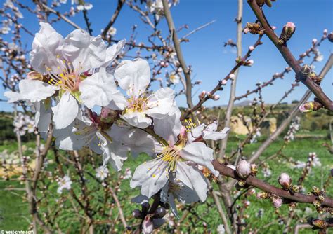 Flowering Almond Tree Images Ornamental Almond Pruning Learn When