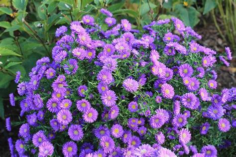 Kickin Asters Give Butterfly Attractive Color To The Fall Garden