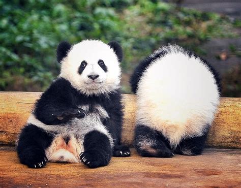 Super Cute Panda Twins Make Debut In Chongqing Global Times Panda