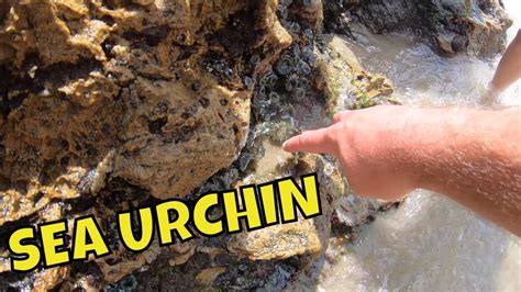 Sea Urchin Encounter A Day At The Beach Youtube