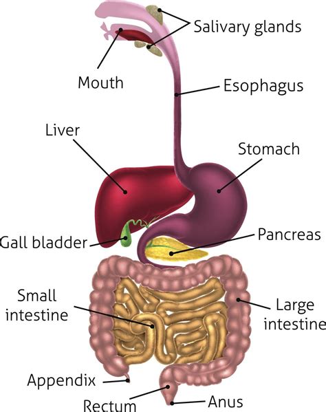 Human Digestive System Human Digestive System Digestive System