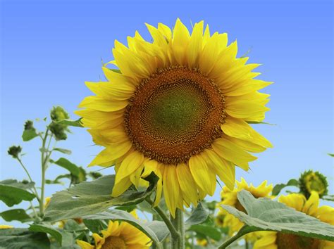 Free Sunflower Stock Photo