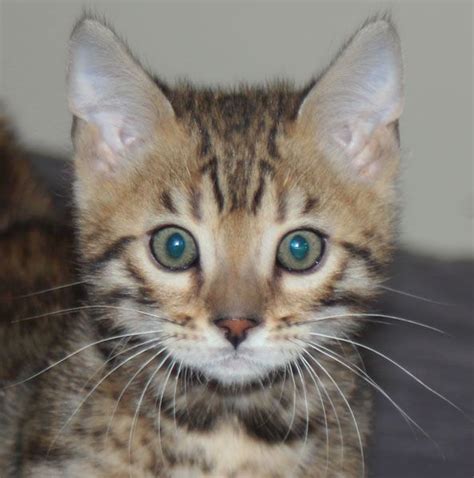 He's 100% litter box trained and. Bengal Cats For Sale | Olympia, WA #250951 | Petzlover