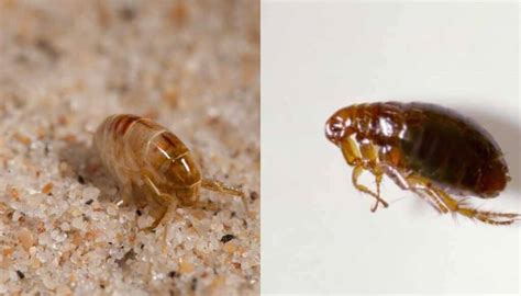 Sand Fleas Vs Fleas 3 Key Differences You Must Know 2022