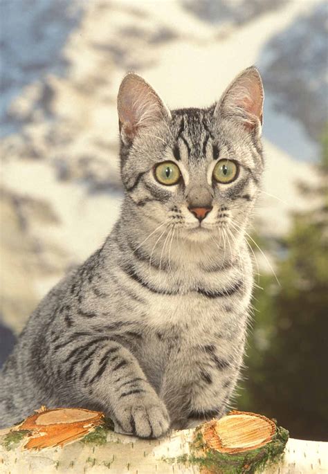 The exotic appearance of the egyptian mau is only the beginning of the magic of the breed. The Egyptian Mau Cat - Cat Breeds