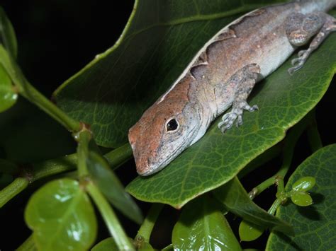 This Anoles Signal Ismultimodal Anole Annals