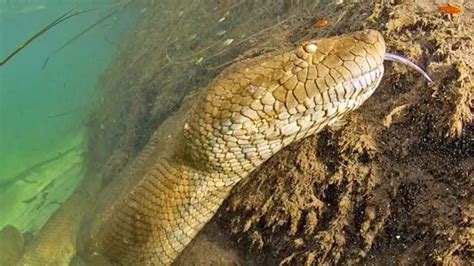 Giant Anaconda Discovered Youtube