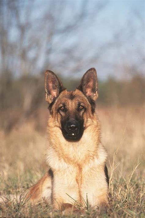 German Shepherd Dog Dog Breed Information