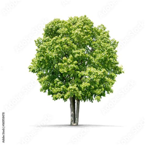 High Definition Tree Isolated On A White Background Stock Photo And