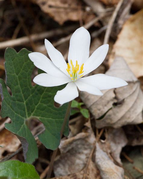 Bloodroot Sanguinaria Canadensis Photographed In The Red Flickr