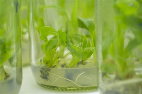 Plant Cell And Tissue Culture Technology Laboratory Stock Photo Image
