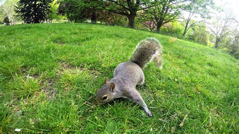 Feeding The Squirrels At Hyde Park In London 07052016 Youtube