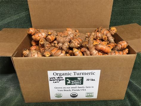 Lbs Certified Organic Fresh Turmeric Root Grown In Usa Etsy