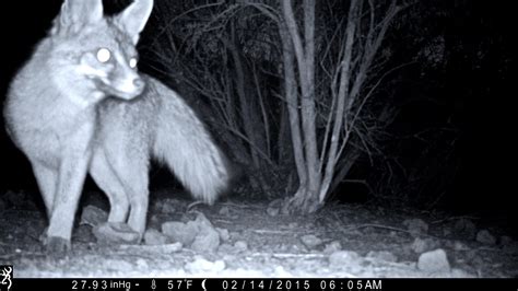 Gray Fox At Night Rfoxes