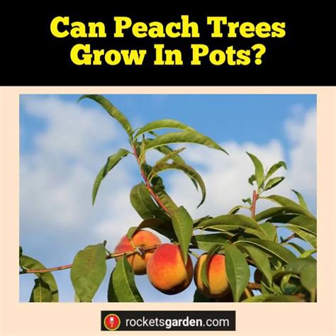 Can Peach Trees Grow In Pots Rockets Garden