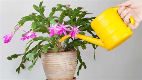 The key to success is knowing where and how to find healthy and mature cuttings and follow these steps to start growing your cacti plants hydroponically: How to care for Christmas cactus - Reviewed Home & Garden