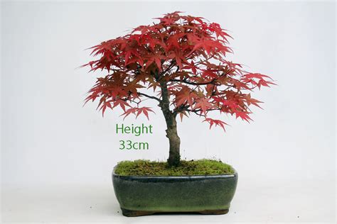 Acer Palmatum Deshojo Japanese Maple Bonsai Tree Number 88 All Things
