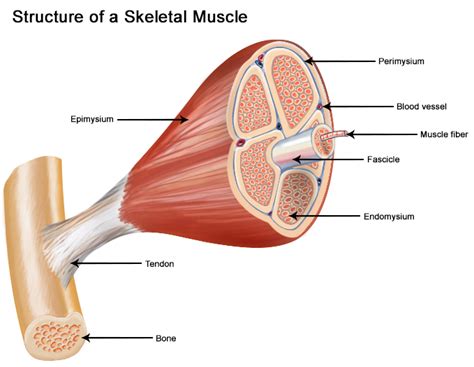 A lesson on human skeletal system. Structure of Skeletal Muscle | SEER Training