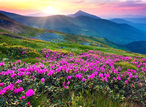 Valley Of Flowers Trekking Tours In Himalayas Tours