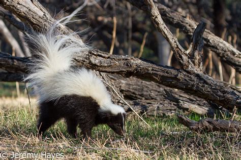 Hooded Skunk Wildlife In Photography On Forums