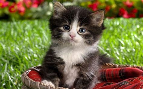 Cute Kitten Kittens Wallpaper Fanpop