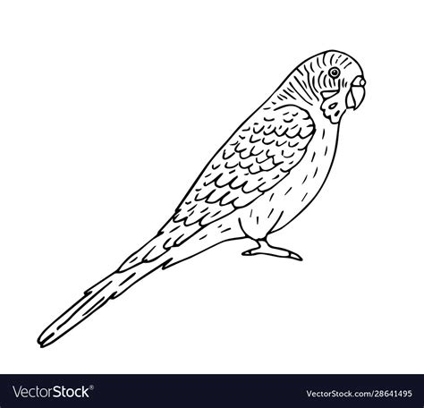 Hand Drawn Outline Budgie Parrot Royalty Free Vector Image
