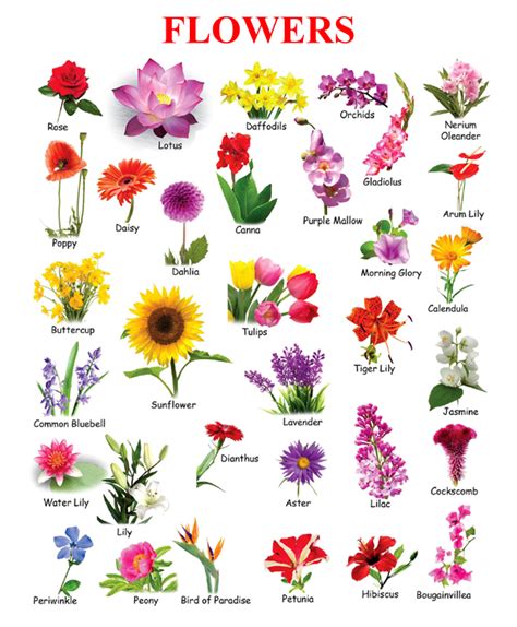 Flowers Name Chart Toppers Bulletin In 2020 Flower Images With Name Flowers Name List