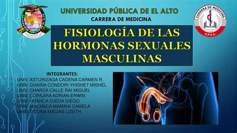 Fisiolog A De Las Hormonas Sexuales Masculinas
