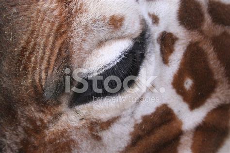 Giraffe Eye Stock Photo Royalty Free Freeimages