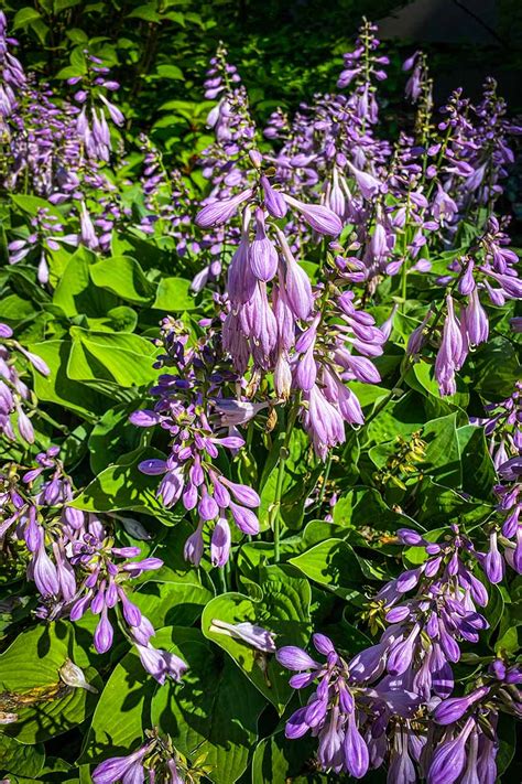 How To Make The Most Of Hosta Flowers Gardeners Path