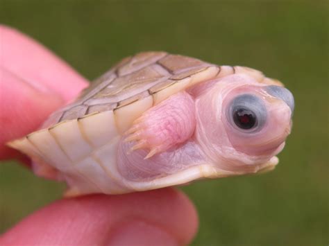 These markings look a lot like the lines that are found on a map. Caramel Pink Red Eared Sliders for Sale - Albino Turtles