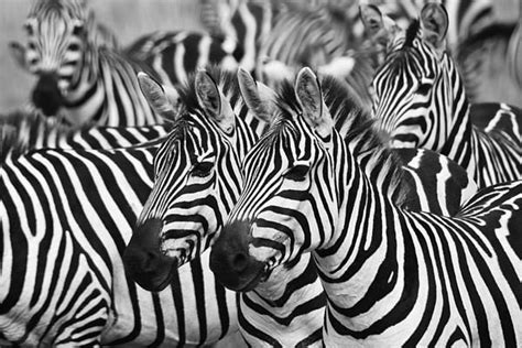 Zebras Zebras Animal Zebras Animals Beautiful