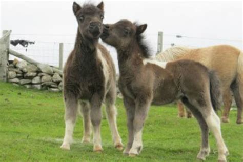 shetland ponies  interview  irvine burgess northlink ferries