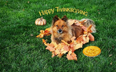 Cute Puppy Thanksgiving Wallpapers Top Free Cute Puppy Thanksgiving