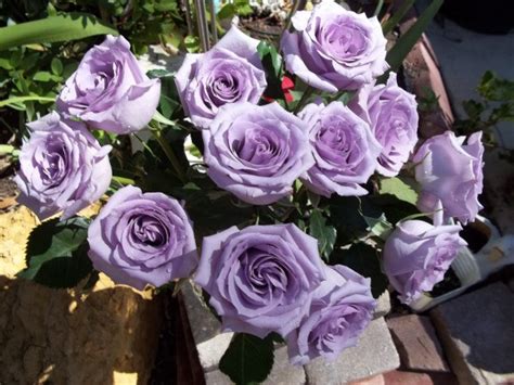 Lavender Rose Photos Thriftyfun