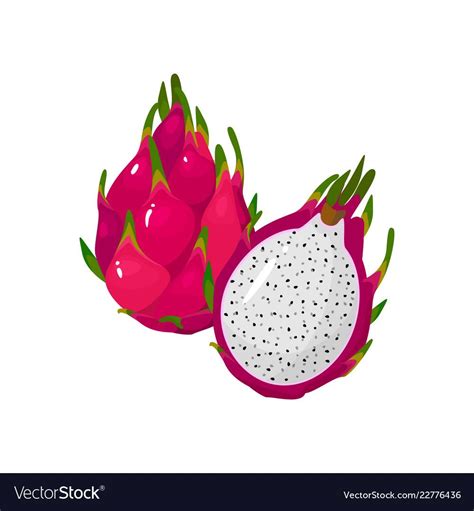 Cartoon Fresh Red Dragon Fruit Isolated On White Vector Image Dragon