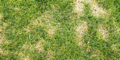 Lakeland fl exterminator, pest control & termite inspector. Why is My Lawn Getting Brown Spots? | The Other Side Pest ...