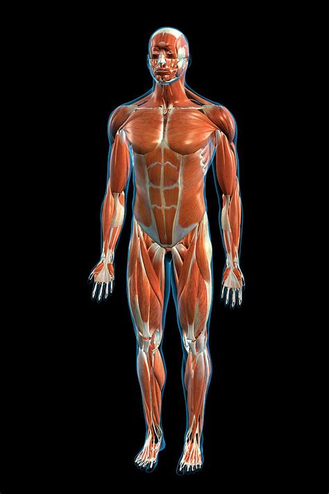 Frontal View Of The Muscular System Photograph By Hank Grebe