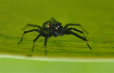 itty bitty spider by drafauzi on deviantart