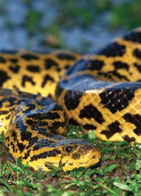 Biggest Anacondas Snake Anaconda Snakes Snakes Anacondas Reptiles Wildlife Venomous Snakes