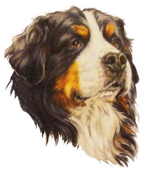 Bernese Mountain Dog In Colored Pencil Drawing By Barbara Keith