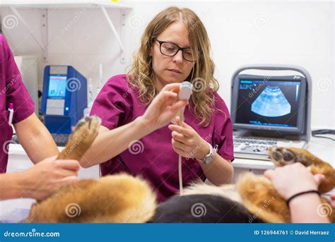 Veterinary Doctor Ultrasound Scan In Veterinary Clinic Stock Image