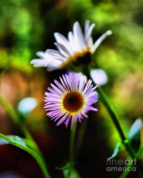 Lavender Petal Wild Flower Photograph By Anthony Ackerman Fine Art
