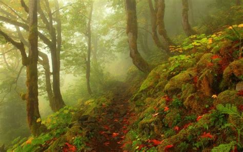 Forest Tree Landscape Nature Fog Path Wallpaper 2560x1600 676854