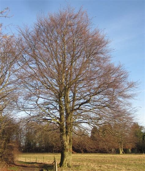 Winter Tree Shape Tree Guide Uk Tree Identification By Winter Shape