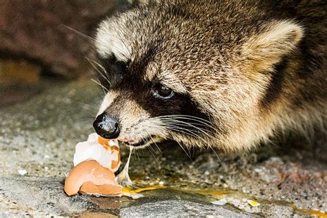 Best Raccoon Eating Stock Photos Pictures And Royalty Free Images Istock