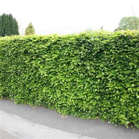 Buy Common Beech 40 60cm Tall 2 Years Old Bare Root Hedging Fagus